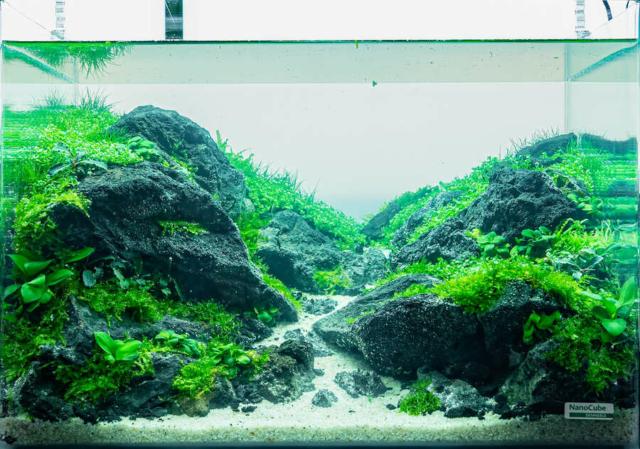 The Art of the Planted Aquarium - Nano Wettbewerb - DPS Verlag und Messen