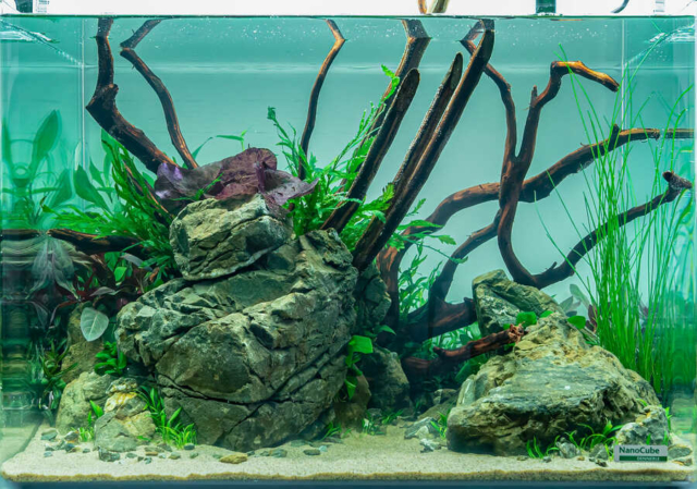 The Art of the Planted Aquarium - Nano Wettbewerb - DPS Verlag und Messen