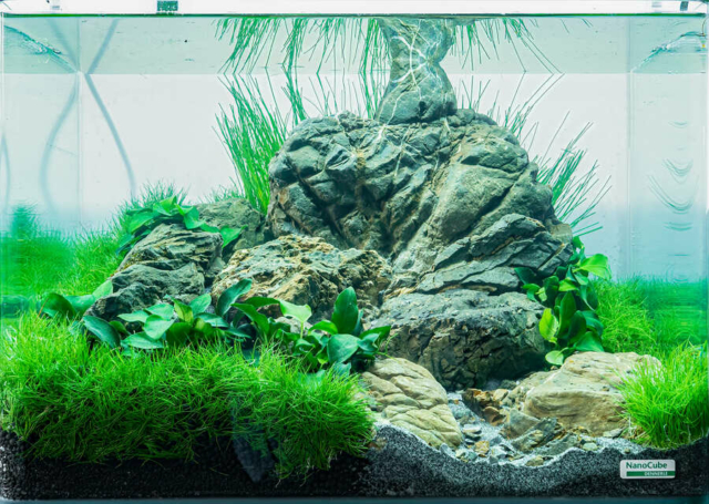 The Art of the Planted Aquarium - Nano Wettbewerb - DPS Verlag und Messen