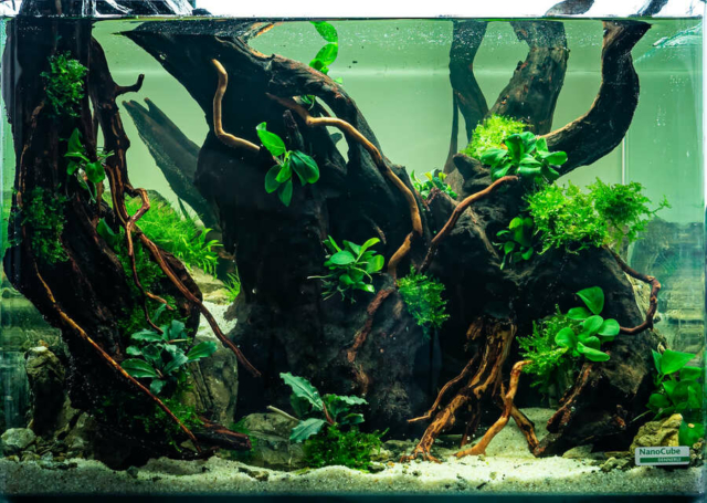 The Art of the Planted Aquarium - Nano Wettbewerb - DPS Verlag und Messen
