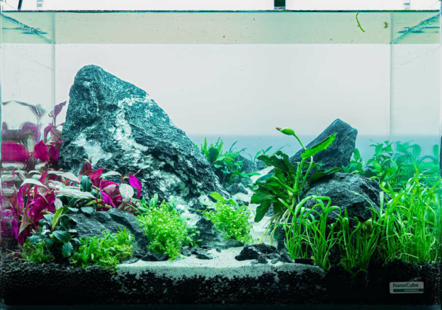 The Art of the Planted Aquarium - Nano Wettbewerb - DPS Verlag und Messen