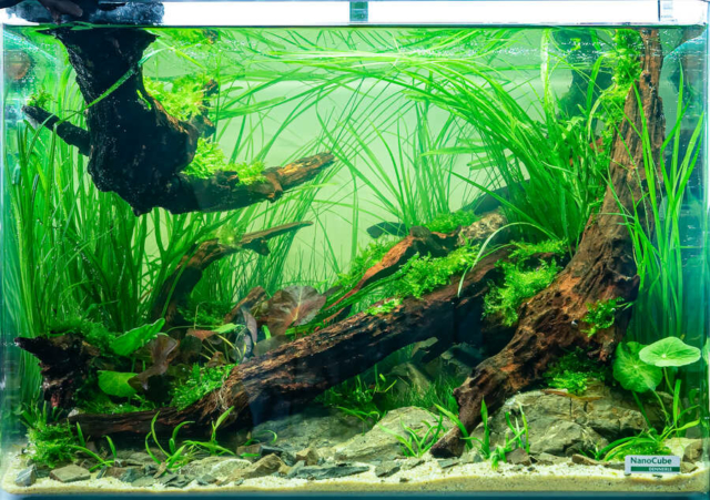 The Art of the Planted Aquarium - Nano Wettbewerb - DPS Verlag und Messen