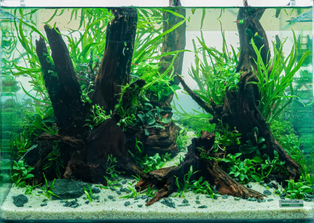 The Art of the Planted Aquarium - Nano Wettbewerb - DPS Verlag und Messen