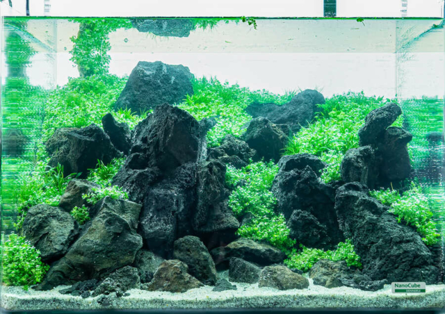 The Art of the Planted Aquarium - Nano Wettbewerb - DPS Verlag und Messen