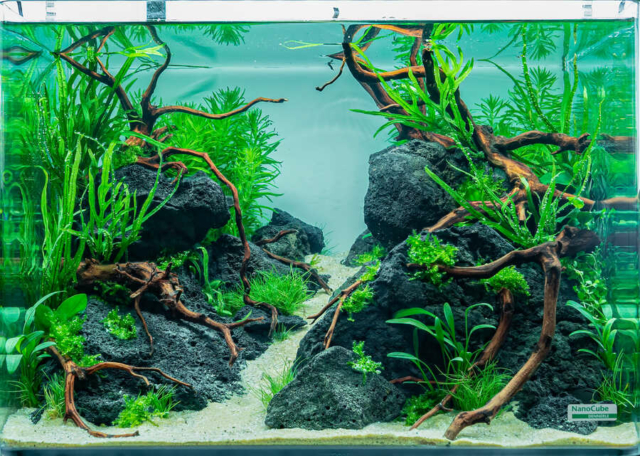The Art of the Planted Aquarium - Nano Wettbewerb - DPS Verlag und Messen