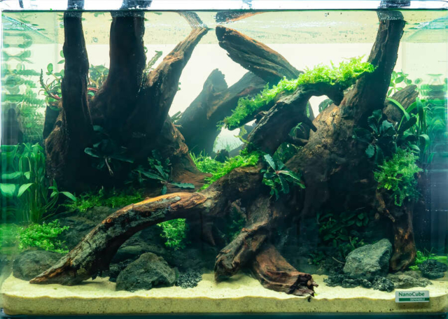 The Art of the Planted Aquarium - Nano Wettbewerb - DPS Verlag und Messen
