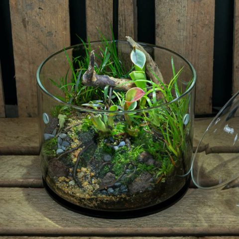 The Art of the Planted Aquarium - Wabikusa - DPS Verlag und Messen