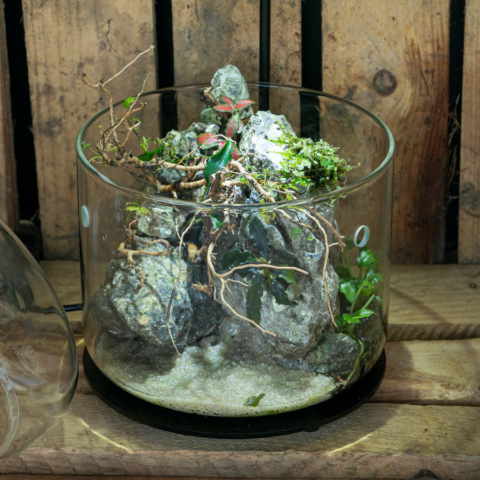 The Art of the Planted Aquarium - Wabikusa - DPS Verlag und Messen