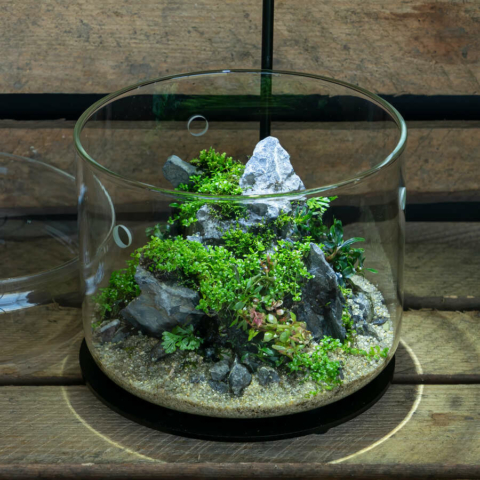 The Art of the Planted Aquarium - Wabikusa - DPS Verlag und Messen