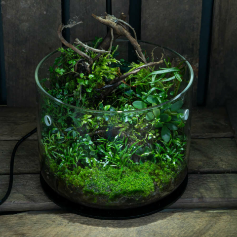 The Art of the Planted Aquarium - Wabikusa - DPS Verlag und Messen
