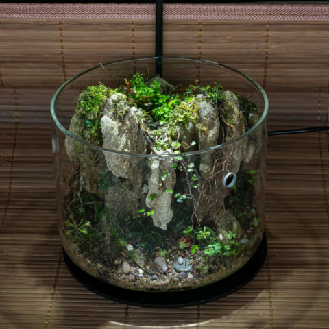 The Art of the Planted Aquarium - Wabikusa - DPS Verlag und Messen