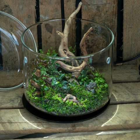 The Art of the Planted Aquarium - Wabikusa - DPS Verlag und Messen