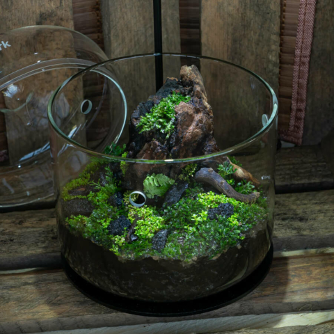 The Art of the Planted Aquarium - Wabikusa - DPS Verlag und Messen