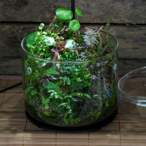 The Art of the Planted Aquarium - Wabikusa - DPS Verlag und Messen