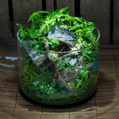 The Art of the Planted Aquarium - Wabikusa - DPS Verlag und Messen