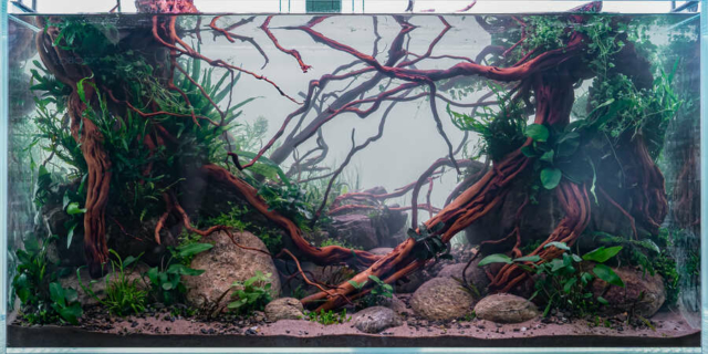 The Art of the Planted Aquarium - XL Wettbewerb - DPS Verlag und Messen