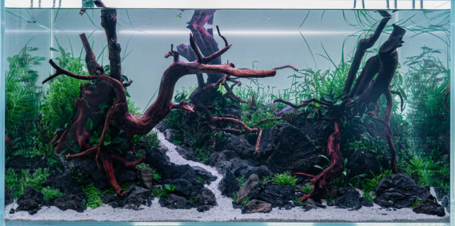 The Art of the Planted Aquarium - XL Wettbewerb - DPS Verlag und Messen