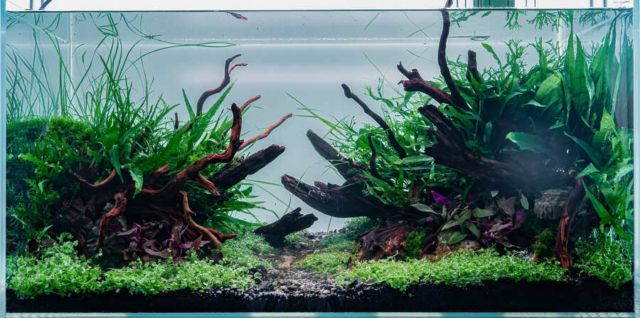 The Art of the Planted Aquarium - XL Wettbewerb - DPS Verlag und Messen