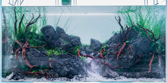 The Art of the Planted Aquarium - XL Wettbewerb - DPS Verlag und Messen